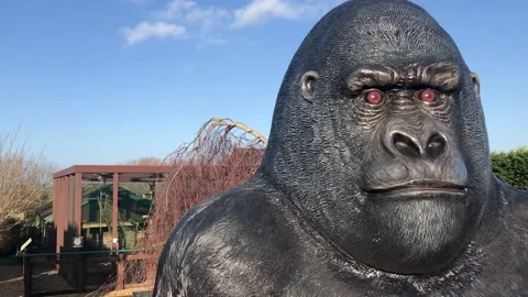 MONKEY HAVEN Stock Footage 135542082