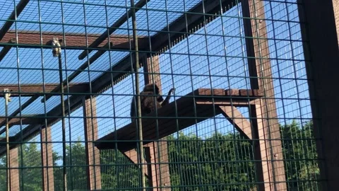 MONKEY HAVEN Stock Footage 135542094