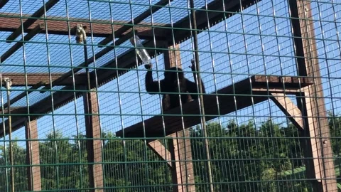 MONKEY HAVEN Stock Footage 135542102