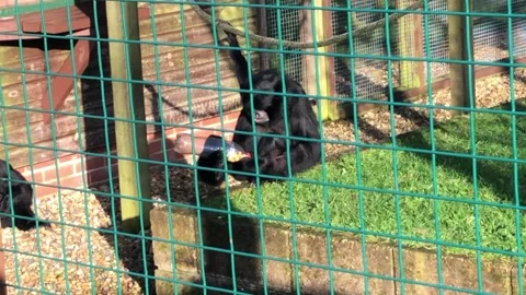 MONKEY HAVEN Stock Footage 135542104