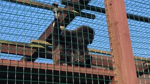 MONKEY HAVEN Video stock 135542116