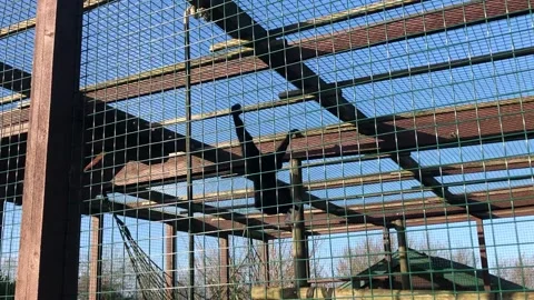 MONKEY HAVEN Stock Footage 135542127