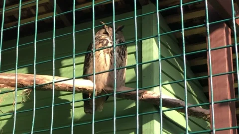 MONKEY HAVEN Stock Footage 135542144