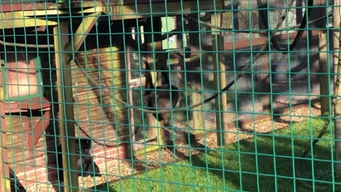 MONKEY HAVEN Stock Footage 135542147