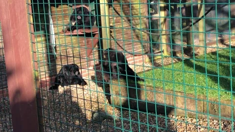 MONKEY HAVEN Stock Footage 135542173