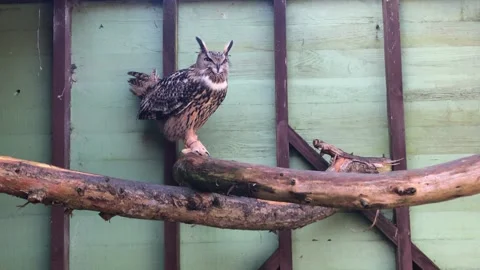 MONKEY HAVEN Stock Footage 135542179