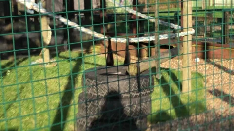 MONKEY HAVEN Stock Footage 135542187