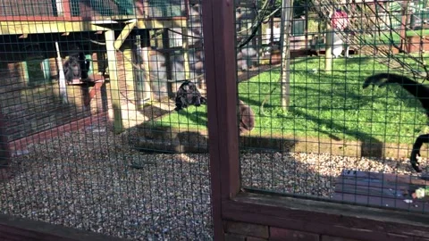 MONKEY HAVEN Stock Footage 135542211