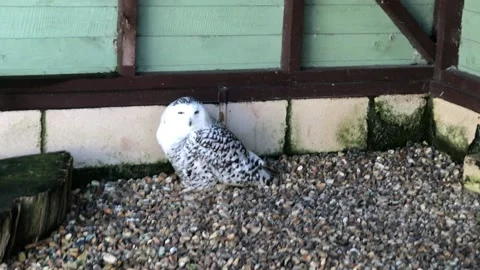 MONKEY HAVEN Stock Footage 135542213