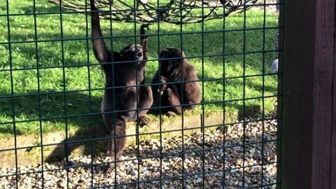 MONKEY HAVEN Stock Footage 135542279