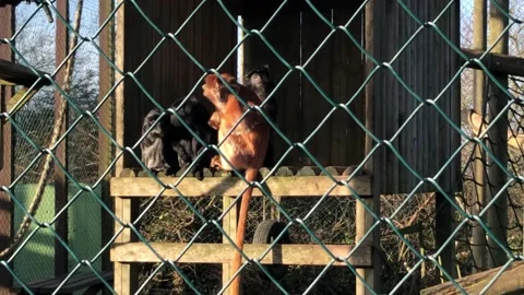 MONKEY HAVEN Stock Footage 135542351