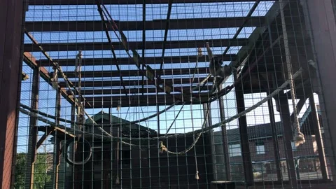 MONKEY HAVEN Stock Footage 135542386