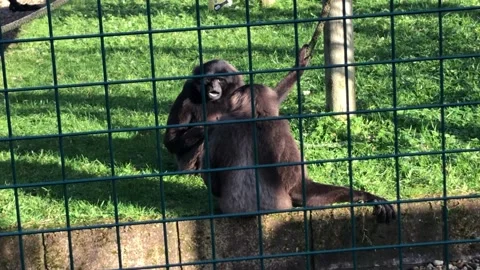 MONKEY HAVEN Stock Footage 135542408