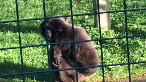 MONKEY HAVEN Stock Footage 135542420