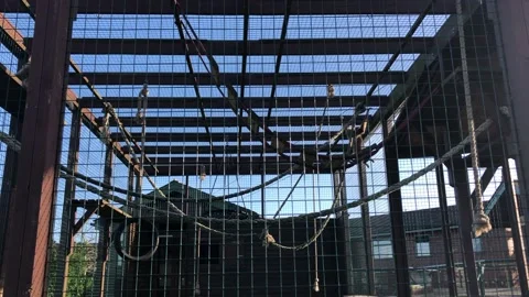 MONKEY HAVEN Stock Footage 135542444