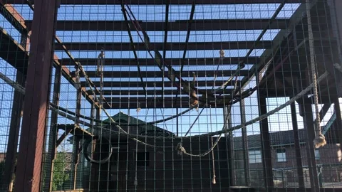 MONKEY HAVEN Stock Footage 135542478