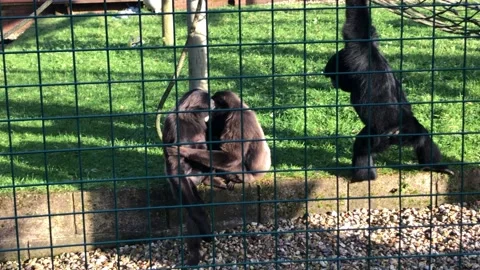 MONKEY HAVEN Stock Footage 135542484