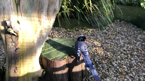 MONKEY HAVEN Stock Footage 135542546