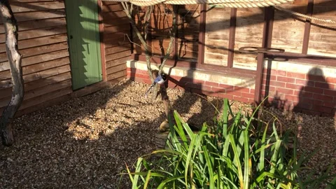 MONKEY HAVEN Stock Footage 135542551