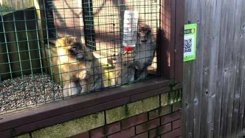 MONKEY HAVEN Stock Footage 135542569