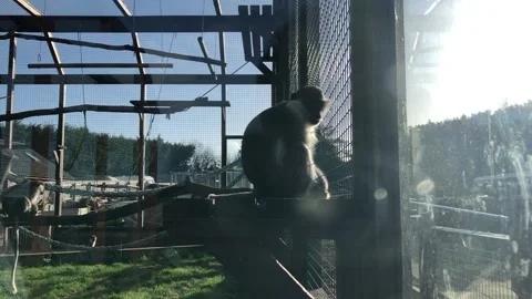 MONKEY HAVEN Stock Footage 135542603