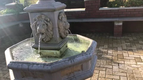 MONKEY HAVEN Stock Footage 135542608