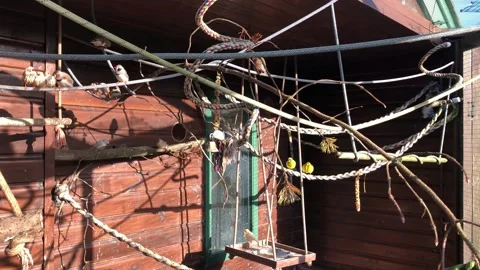 MONKEY HAVEN Stock Footage 135542617