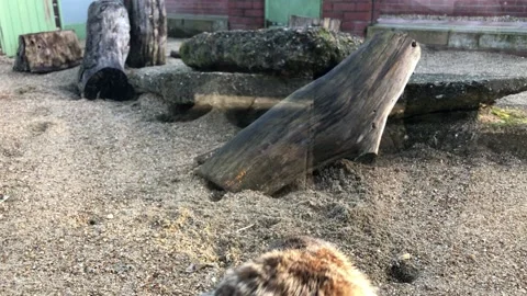 MONKEY HAVEN Stock Footage 135542642