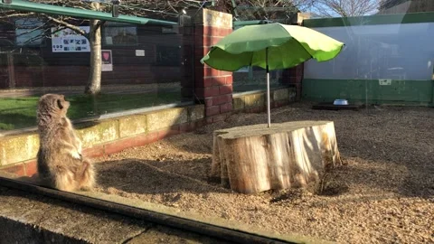 MONKEY HAVEN Stock Footage 135542664