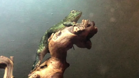 MONKEY HAVEN Stock Footage 135542682