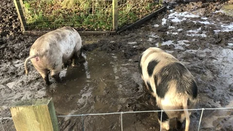 MONKEY HAVEN Stock Footage 135542761