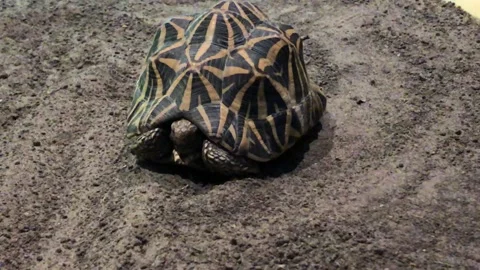 MONKEY HAVEN Stock Footage 135542779