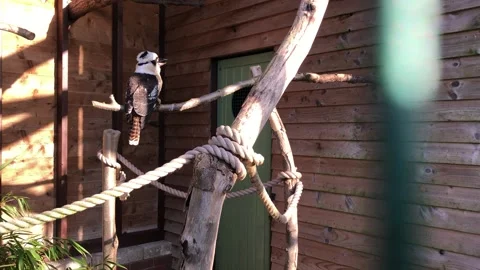 MONKEY HAVEN Stock Footage 135542786