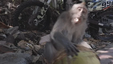 Monkey is having lunch on the street camera footage Stock Footage 108461416