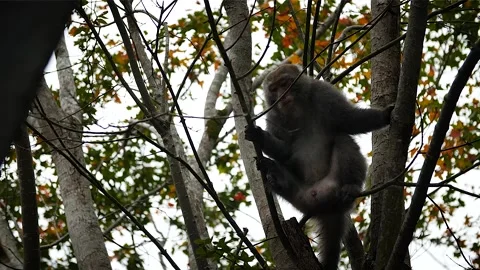 Monkey HD 81 Stock-Footage 145430522