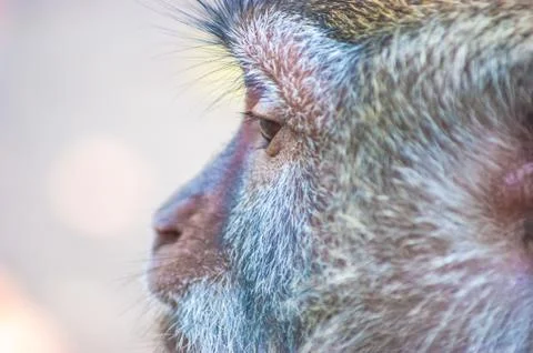 Monkey head close up side shot and blur background Фото