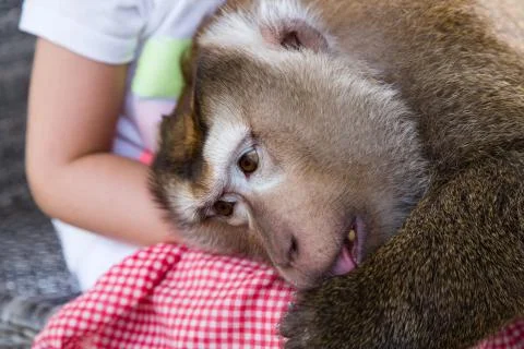 Monkey head lying on children legs in zoo park, Phuket, Thailand Stock Photos