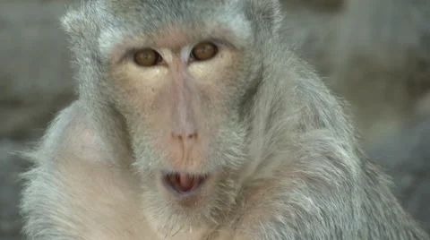 Monkey Headshot Видео 65966467