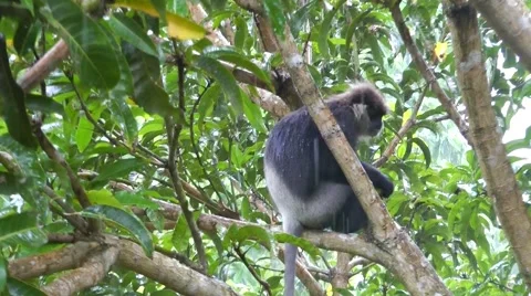 Monkey in the Heavy Rain Eating Mango 스톡 동영상 61753497