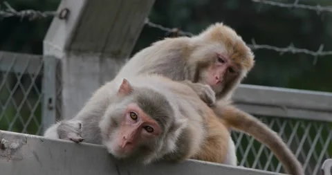 Monkey help for lousing each other Video stock 131780227