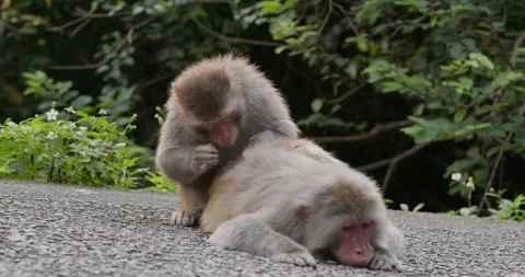 Monkey helps delousing each other Video stock 132110072