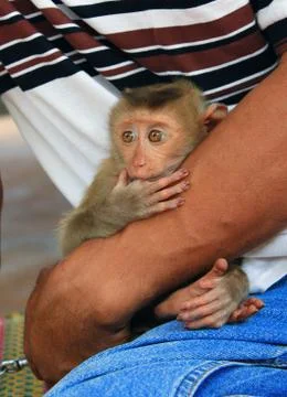 Monkey in her arms Stock Photos