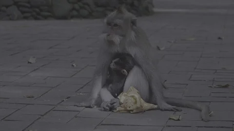 A monkey with her child, Bali Stock Footage 129077977