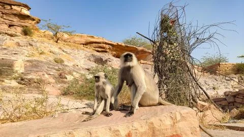 Monkey with her child on the mountain Stock Photos