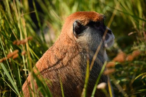 The monkey hid from its enemies in the thick and tall grass Stock Photos