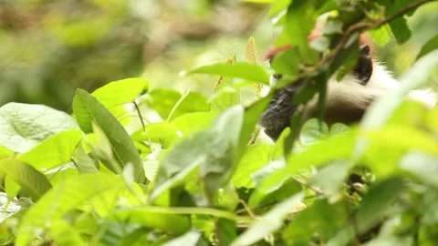 Monkey hiding in Green Forest Leaves - Collared Mangabey/Red-Capped Mangabey Stock Footage 136656758