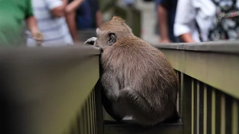 Monkey hiding from humans 91 Stock Footage 260181005