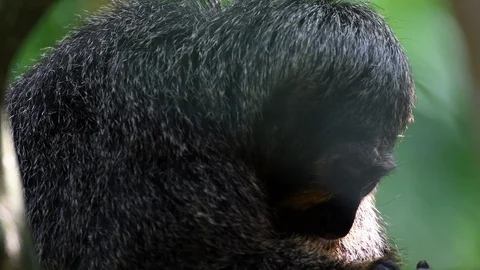 Monkey hiding inside tree branches and looking around Stock Footage 88156097