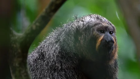 Monkey hiding inside tree branches and looking around Stock Footage 88156123