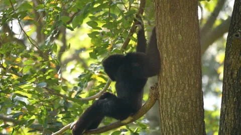 Monkey on high tree in nature background Vidéo 219842841